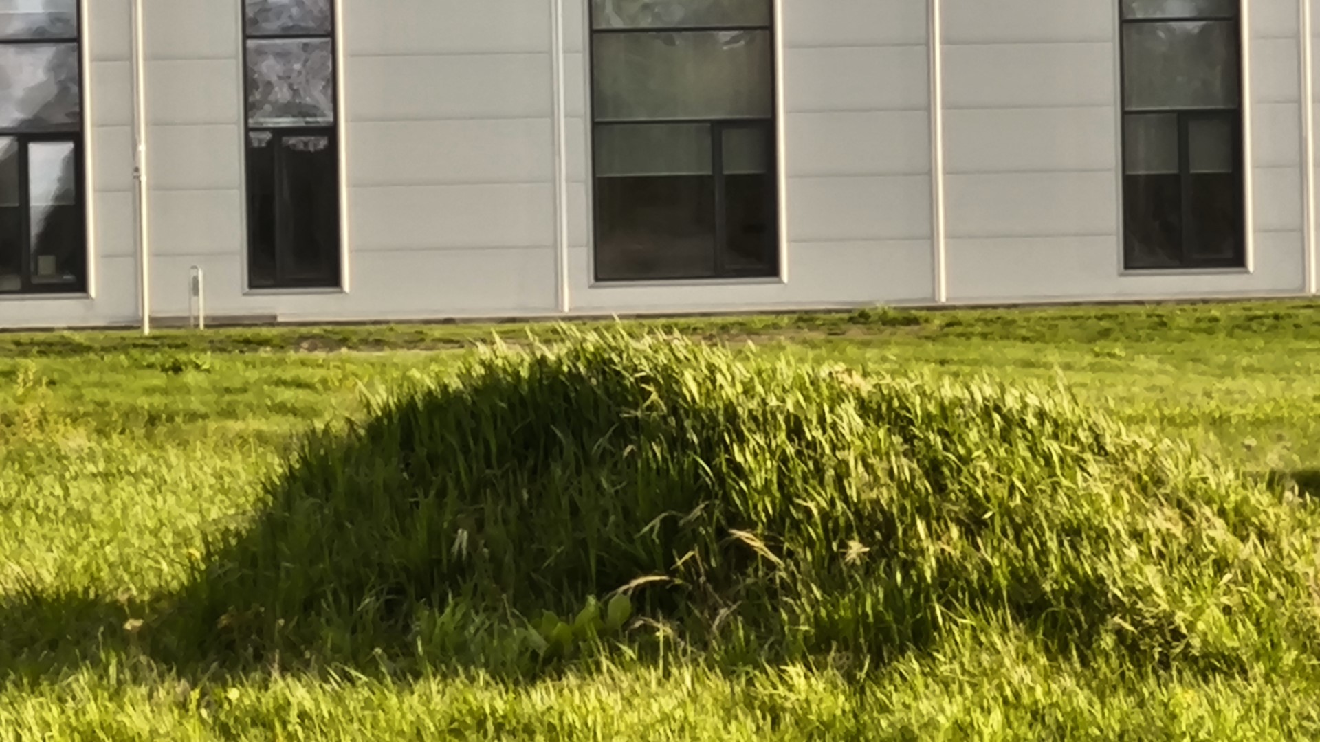 A photo of a small dirt hill with grass on it. A building can be seen in the background.